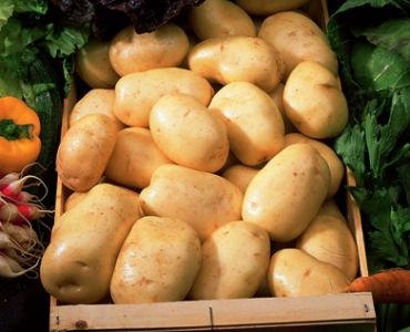 семе картофи Атлас